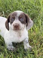 LH 💕, a female Miniature Dachshund for sale in Collins, GA – Photo 3 of 5