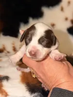 LH 💕, a female Miniature Dachshund for sale in Collins, GA – Photo 3 of 5