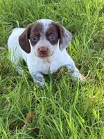 LH 💕, a female Miniature Dachshund for sale in Collins, GA – Photo 5 of 5