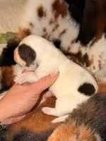 LH 💕, a female Miniature Dachshund for sale in Collins, GA – Photo 4 of 5