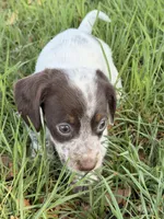 LH 💕, a female Miniature Dachshund for sale in Collins, GA – Photo 4 of 5