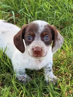 LH 💕, a female Miniature Dachshund for sale in Collins, GA – Photo 2 of 5