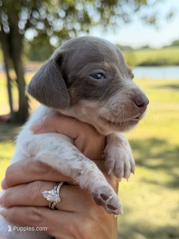 Cooper  – Miniature Dachshund puppy for sale in Collins, GA