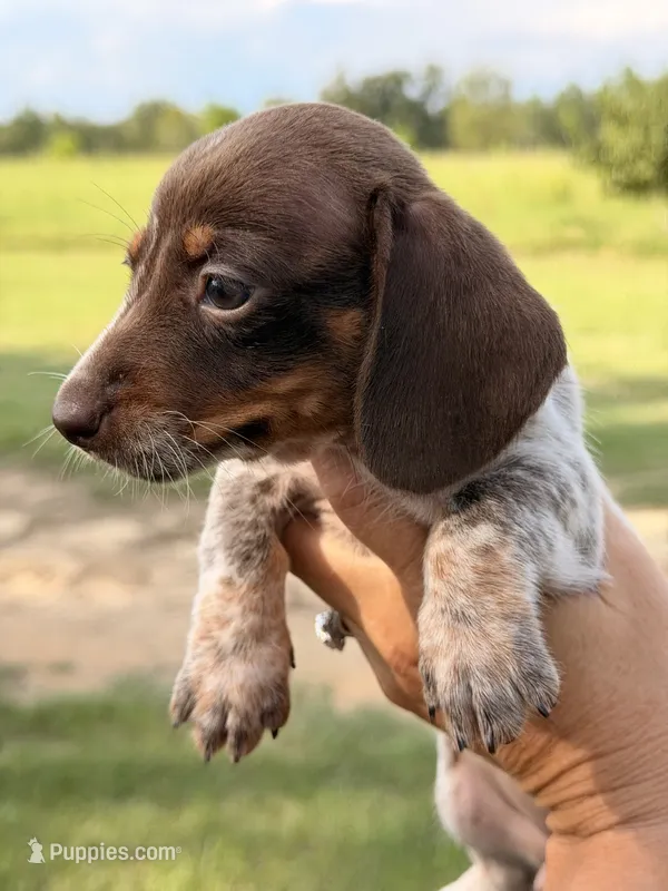 Pebbles – Miniature Dachshund puppy for sale in Collins, GA