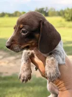 Pebbles, a female Miniature Dachshund for sale in Collins, GA – 2 of 8