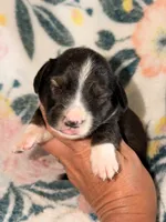 LH 💙, a male Miniature Dachshund for sale in Collins, GA – 3 of 4