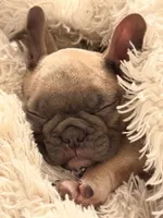 Zeus , a female French Bulldog for sale in Collins, GA – 2 of 4