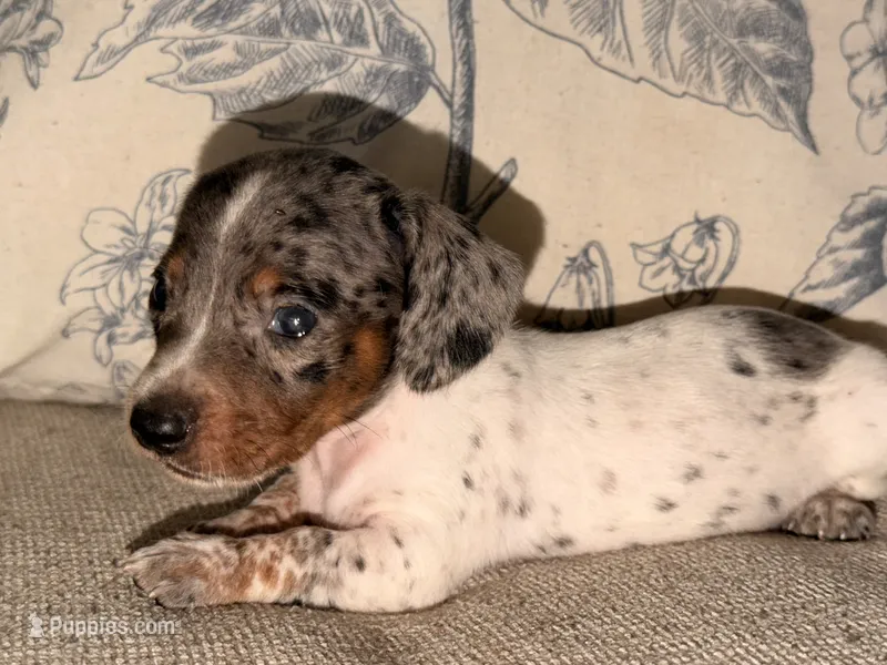 Otis  – Miniature Dachshund puppy for sale in Collins, GA