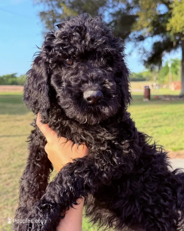 F1BB – Goldendoodle puppy for sale in Collins, GA