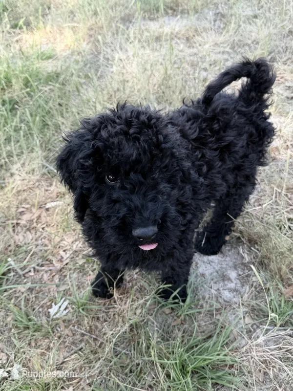 F1BB – Goldendoodle puppy for sale in Collins, GA