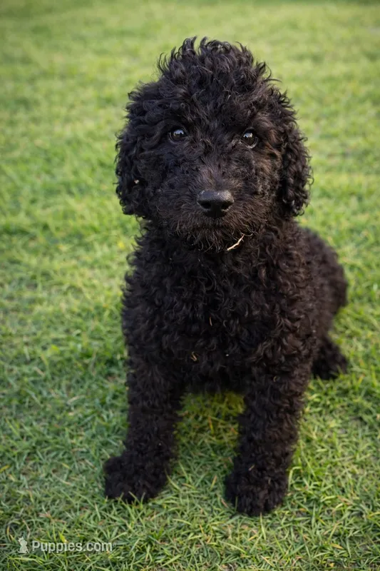 Male 4 – Goldendoodle puppy for sale in Collins, GA