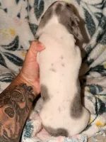 Ziggy , a male Miniature Dachshund for sale in Collins, GA – 5 of 7