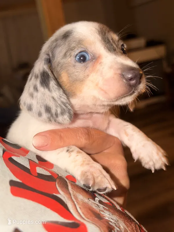 Ziggy  – Miniature Dachshund puppy for sale in Collins, GA