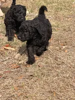 BLUE collar, a male Goldendoodle for sale in Collins, GA – Photo 6 of 6