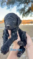 BLUE collar, a male Goldendoodle for sale in Collins, GA – Photo 1 of 6