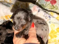 Dapple 2, a male Miniature Dachshund for sale in Collins, GA – 4 of 4