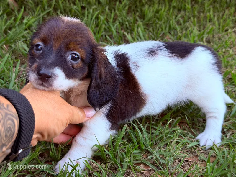 Ruby – Miniature Dachshund puppy for sale in Collins, GA