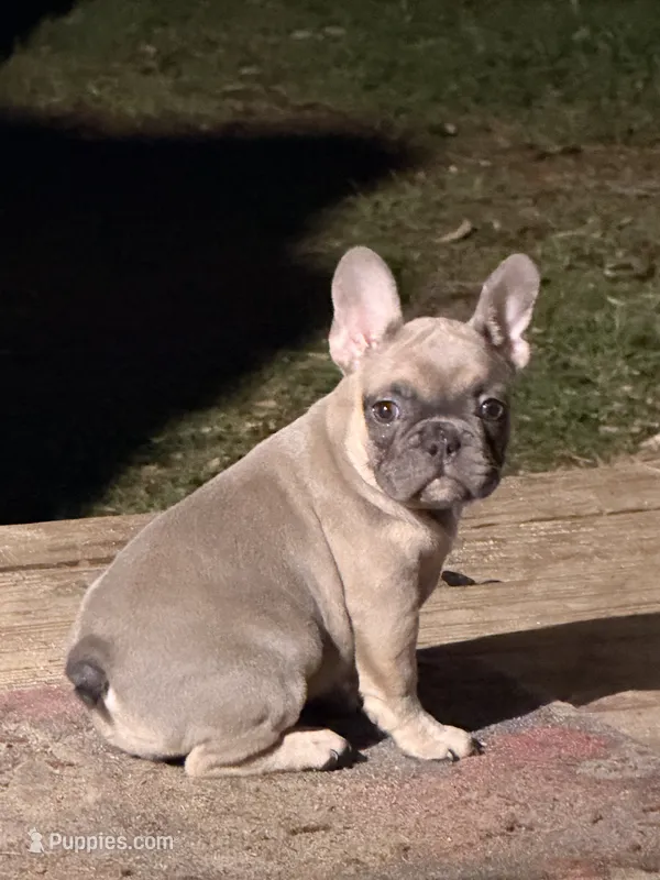 Fem3 💕 – French Bulldog puppy for sale in Collins, GA