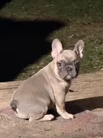 Fem3 💕, a female French Bulldog for sale in Collins, GA – 2 of 7