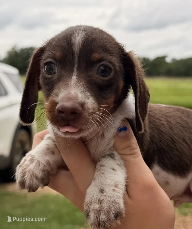 💙 – Miniature Dachshund puppy for sale in Collins, GA