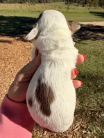 Java-LH, a female Miniature Dachshund for sale in Collins, GA – 2 of 3