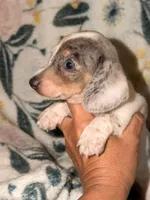 Ziggy , a male Miniature Dachshund for sale in Collins, GA – 6 of 7