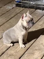 Fem3 💕, a female French Bulldog for sale in Collins, GA – 3 of 7