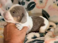 LH 💕, a female Miniature Dachshund for sale in Collins, GA – 2 of 4