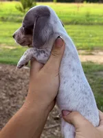 Cooper , a male Miniature Dachshund for sale in Collins, GA – 4 of 6