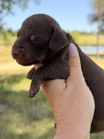 Hershey, a male Miniature Dachshund for sale in Collins, GA – Photo 3 of 3