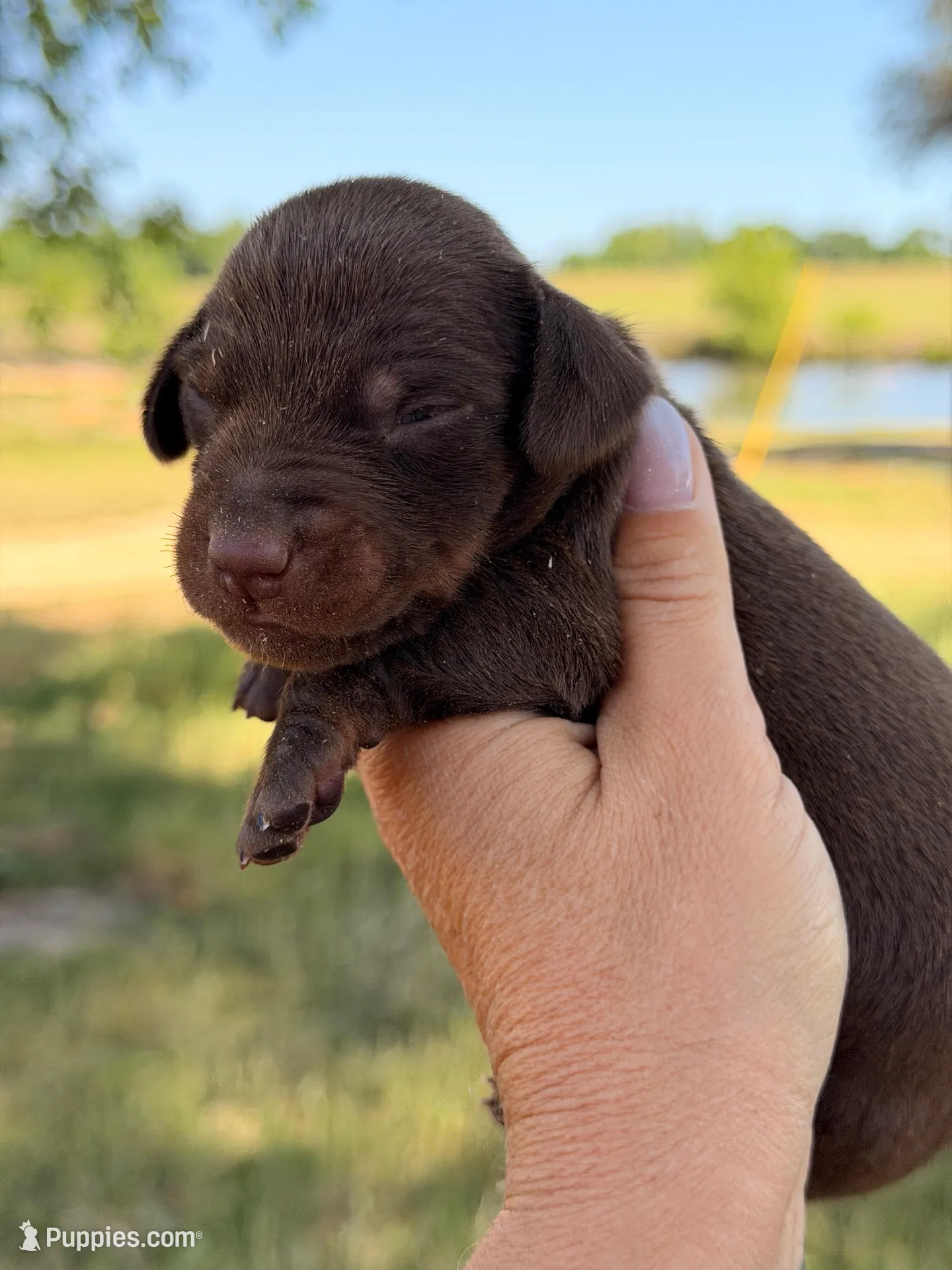 Hershey, a male Miniature Dachshund for sale in Collins, GA – Photo 2 of 3