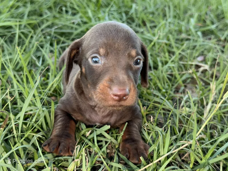 Hershey – Miniature Dachshund puppy for sale in Collins, GA