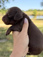 Hershey, a male Miniature Dachshund for sale in Collins, GA – Photo 1 of 3