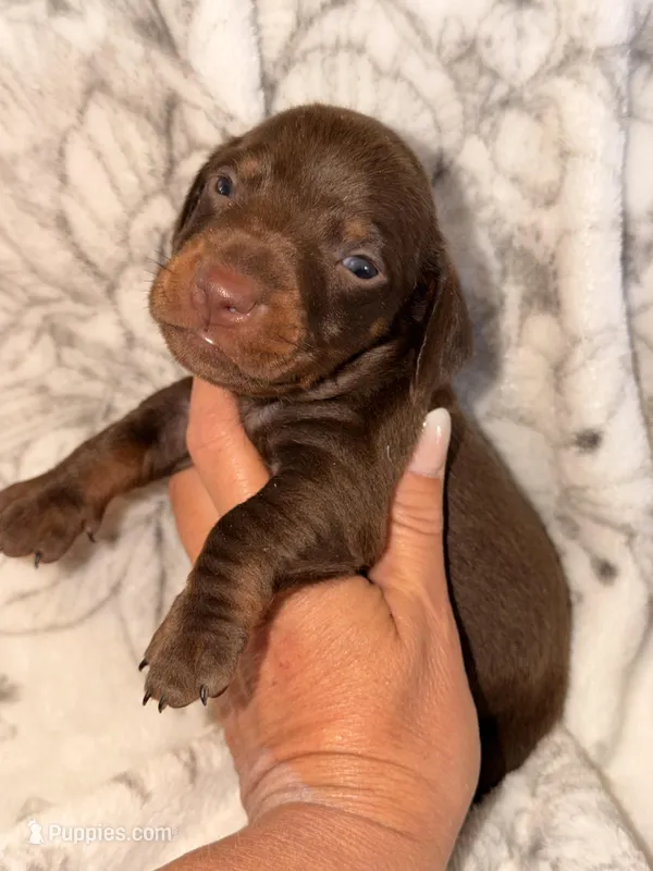 Hershey – Miniature Dachshund puppy for sale in Collins, GA