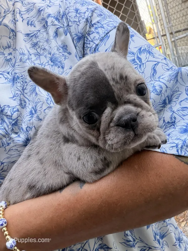 Female 1 – French Bulldog puppy for sale in Collins, GA