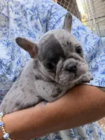 Female 1, a female French Bulldog for sale in Collins, GA – Photo 1 of 2
