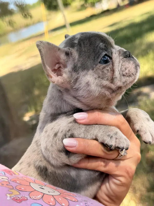 Female 1 – French Bulldog puppy for sale in Collins, GA