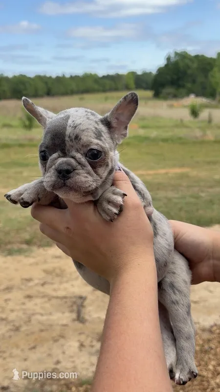 Female 1 – French Bulldog puppy for sale in Collins, GA