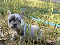 Female 1, a female French Bulldog for sale in Collins, GA – Photo 2 of 2