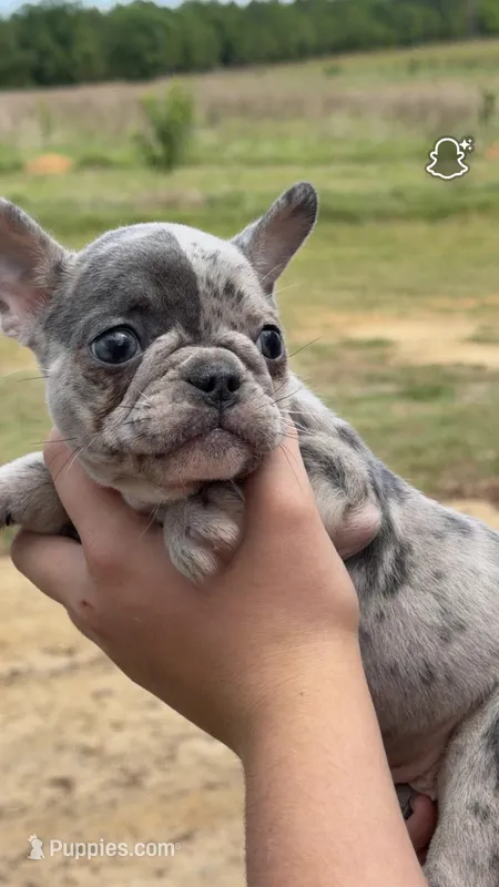 Female 1 – French Bulldog puppy for sale in Collins, GA