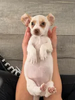 Caramel, a female Miniature Dachshund for sale in Collins, GA – Photo 3 of 3