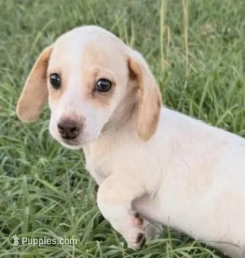 Caramel – Miniature Dachshund puppy for sale in Collins, GA