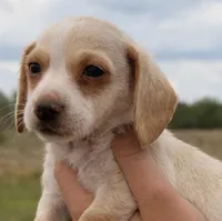 Caramel, a female Miniature Dachshund for sale in Collins, GA – Photo 2 of 3