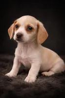 Caramel, a female Miniature Dachshund for sale in Collins, GA – Photo 1 of 3
