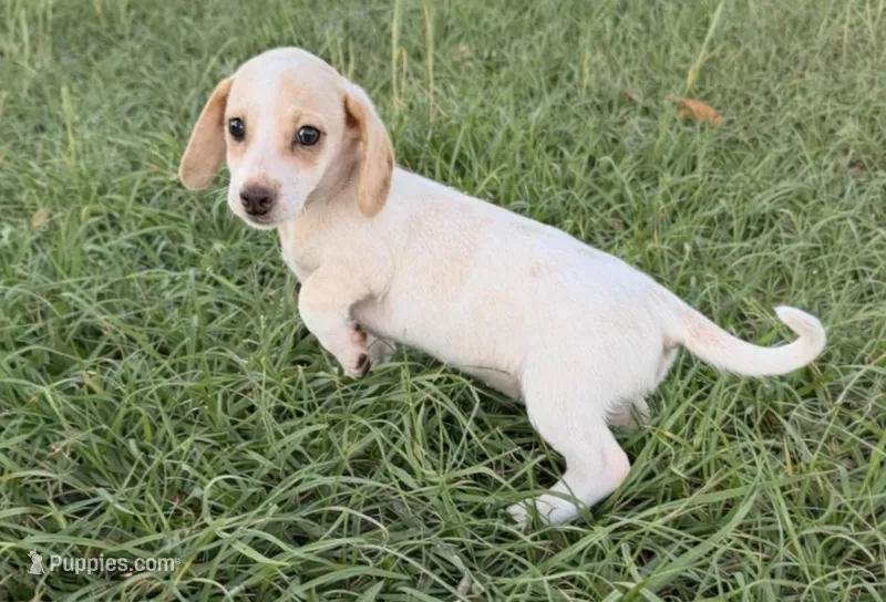 Caramel – Miniature Dachshund puppy for sale in Collins, GA