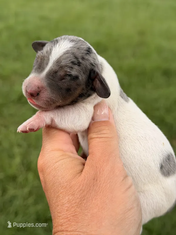 Otis  – Miniature Dachshund puppy for sale in Collins, GA