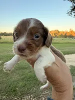 Boone-LH, a male Miniature Dachshund for sale in Collins, GA – 6 of 6