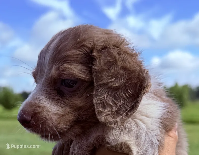 LH 💙 – Miniature Dachshund puppy for sale in Collins, GA