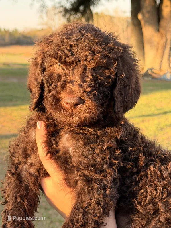 NEON collar – Goldendoodle puppy for sale in Collins, GA
