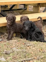 NEON collar, a male Goldendoodle for sale in Collins, GA – Photo 6 of 6